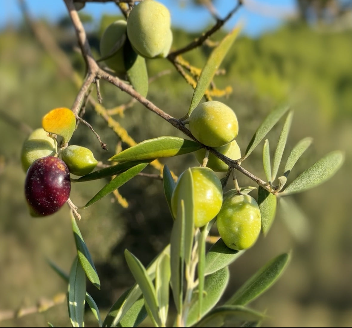 what-are-polyphenols