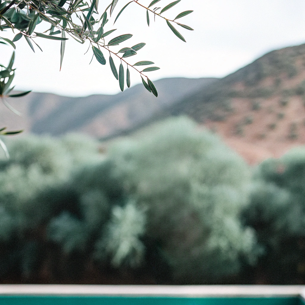 Close-up of green olive tree foliage with a blurred mountainous background.